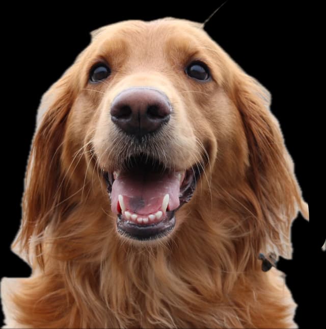 Maple the golden retriever